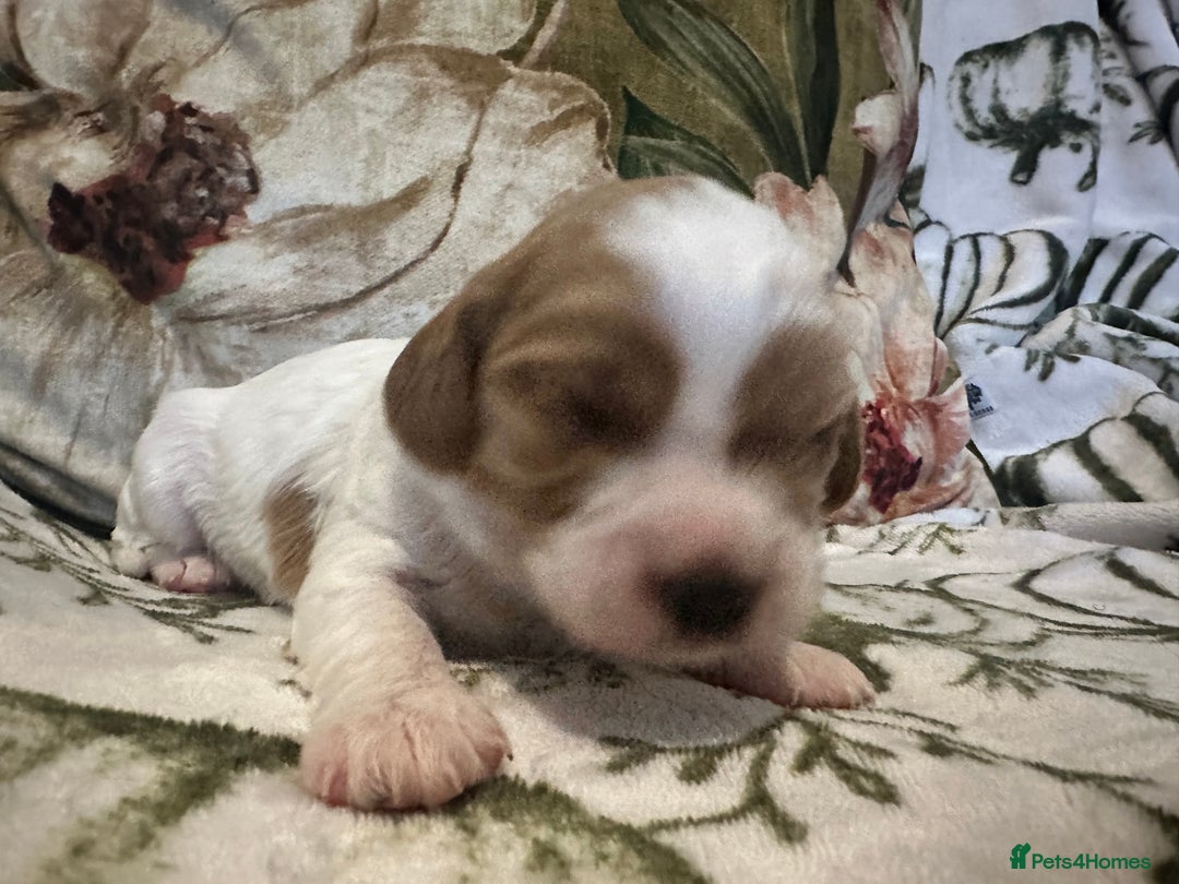 Mixed Breed dogs for sale: Cockalier puppies  - Advert 20