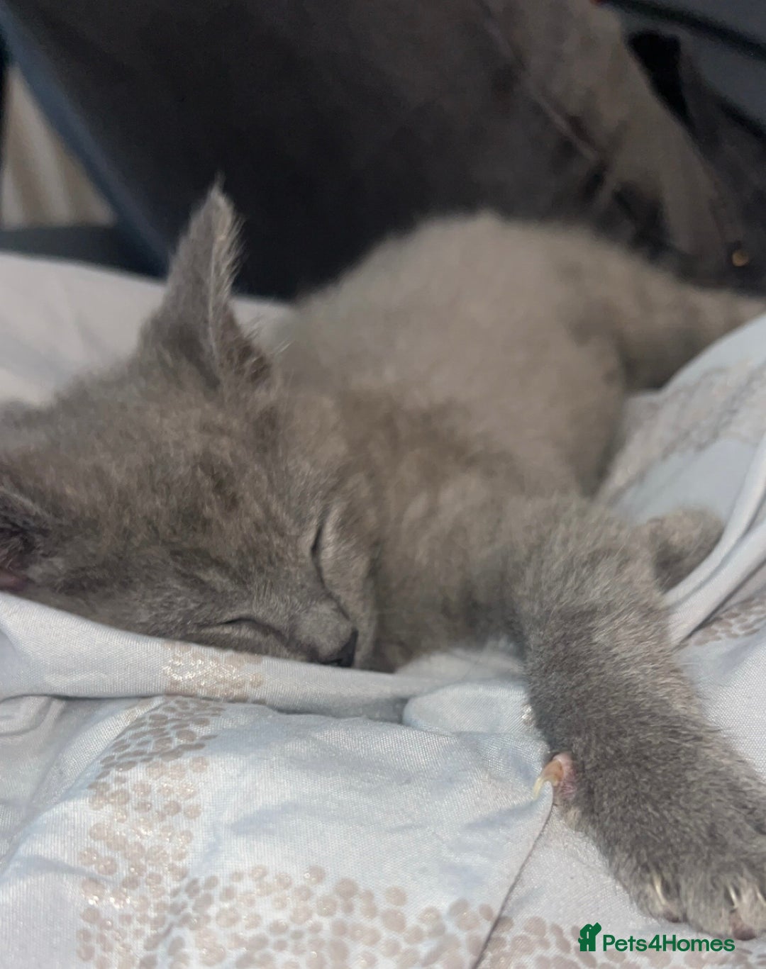 Mixed Breed cats for sale: Grey female kitten - Advert 2