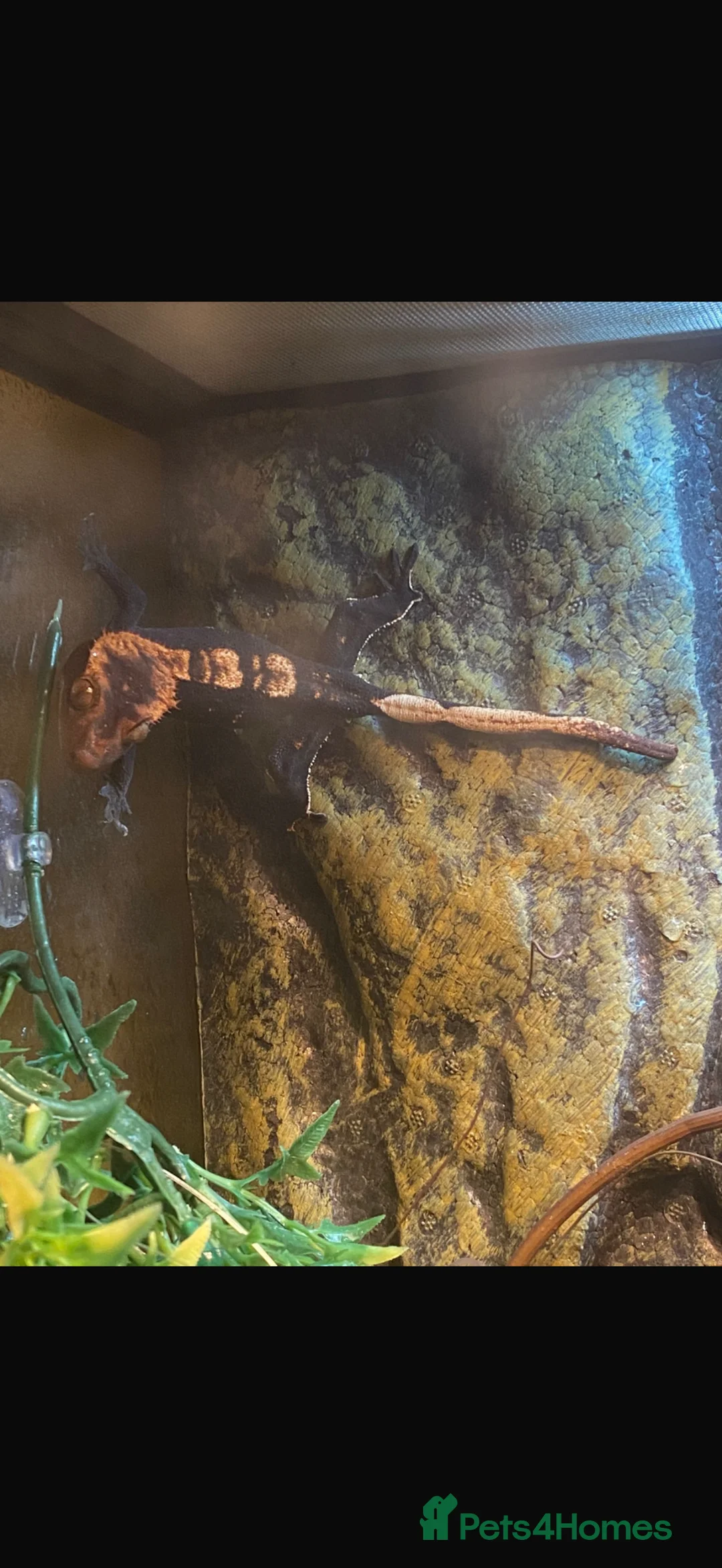 Gecko reptiles for sale: 3 year old Gecko and enclosure  in Strathaven - Advert 3