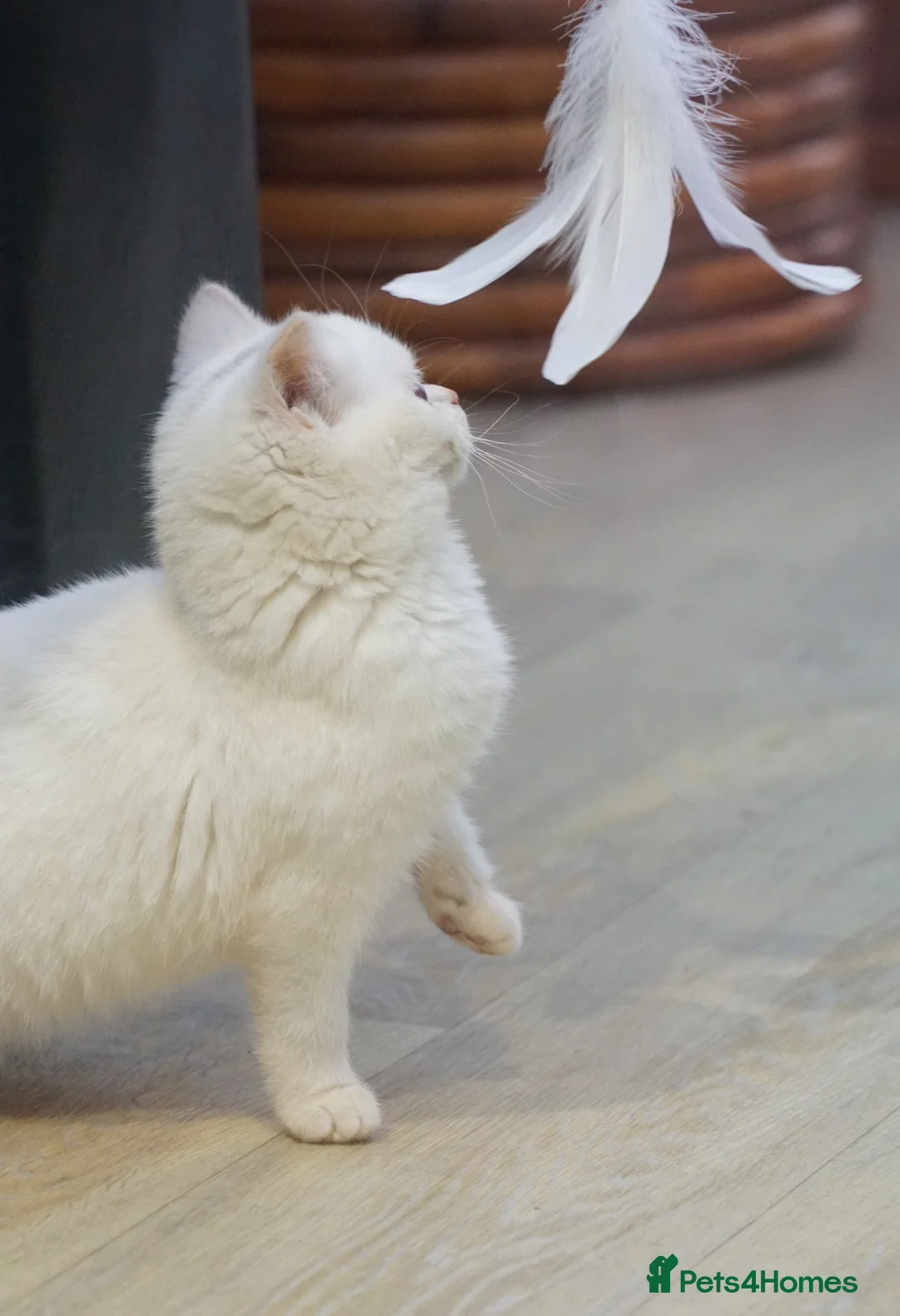 British Shorthair cats for sale: Reserved British Shorthair WHITE female kittens - Advert 2