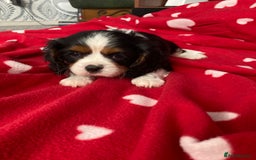 Cavalier King Charles Spaniel dogs for sale: Cavalier King Charles Spaniel! - Image 12