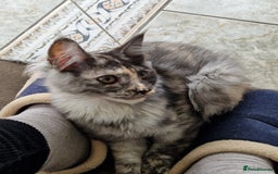 Maine Coon cats for sale: Gorgeous maine coon babies - Image 5