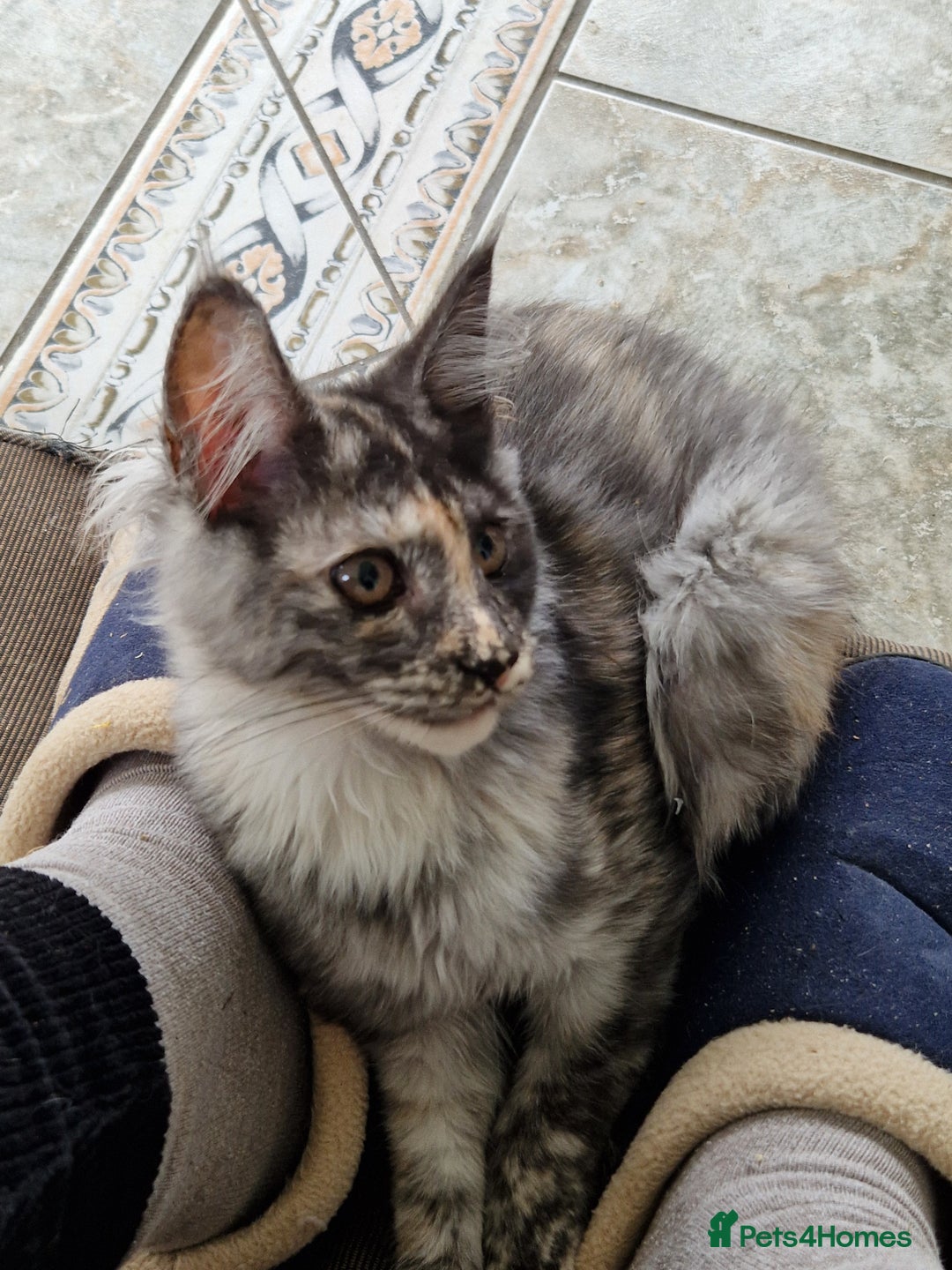 Maine Coon cats for sale: Gorgeous maine coon babies - Image 5