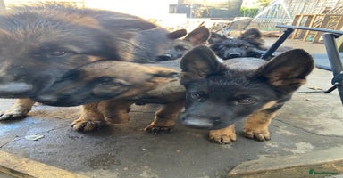 German Shepherd dogs - Advert 3
