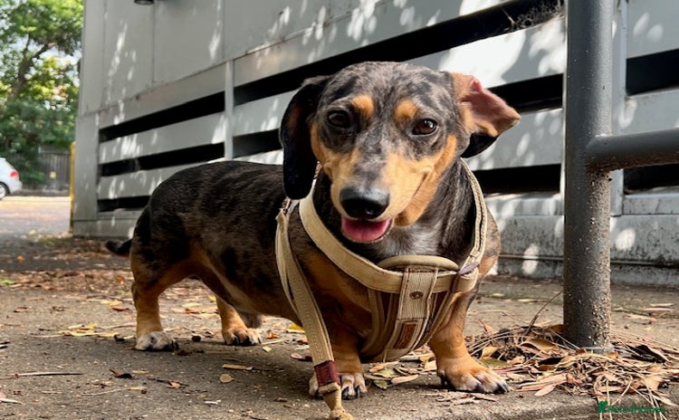 Dachshund dogs - Advert 2