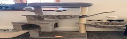 Mixed Breed cats for sale: 9-Week-Old Female Kitten with Accessories - Advert 4