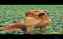 Labrador Retriever dogs for stud: Royal Red gun dog for stud - Image 9