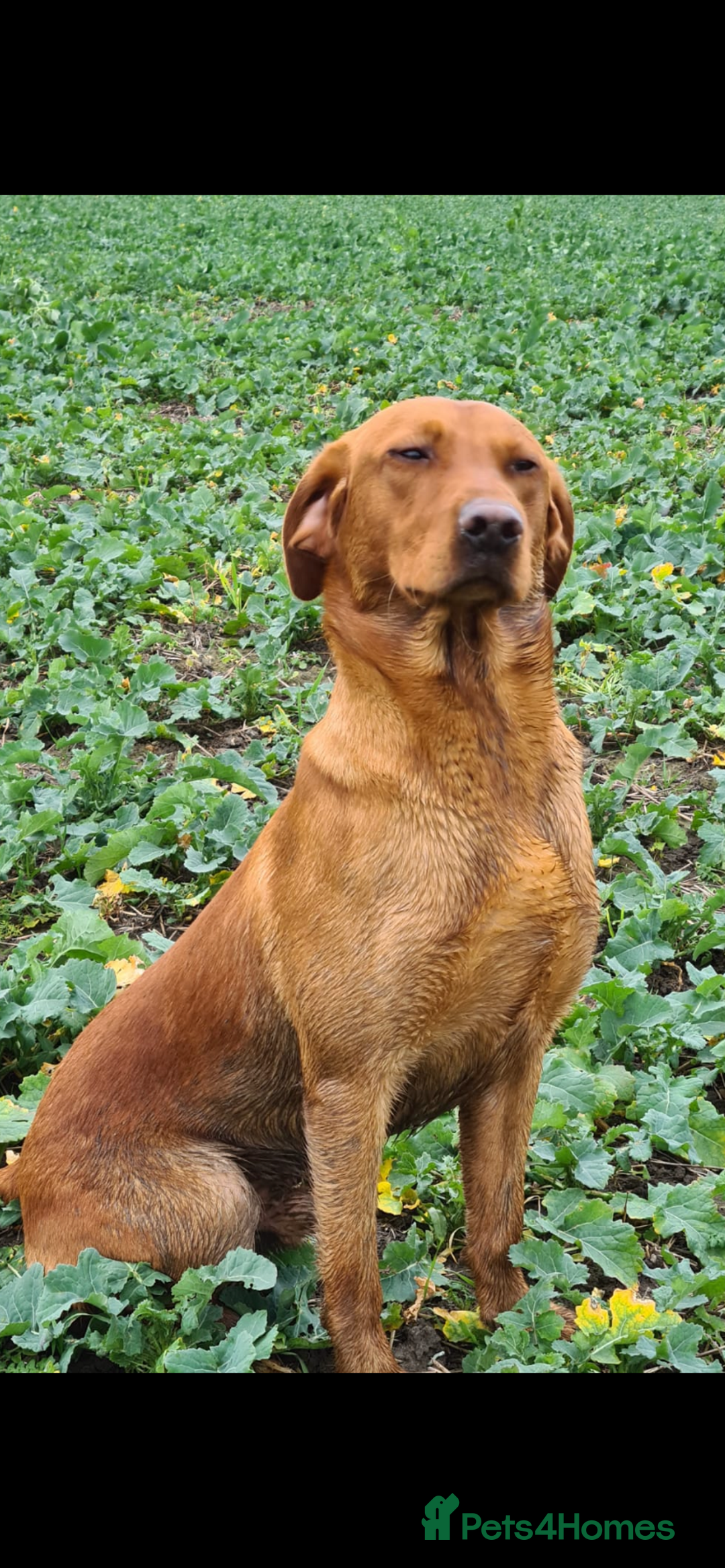 Labrador Retriever dogs for stud: Royal Red gun dog for stud - Image 9