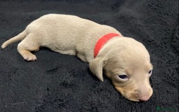 Miniature Dachshund dogs for sale: 🌟QUALITY KC REG & PRA CLR MINIATURE DACHSHUNDS🌟 - Image 13