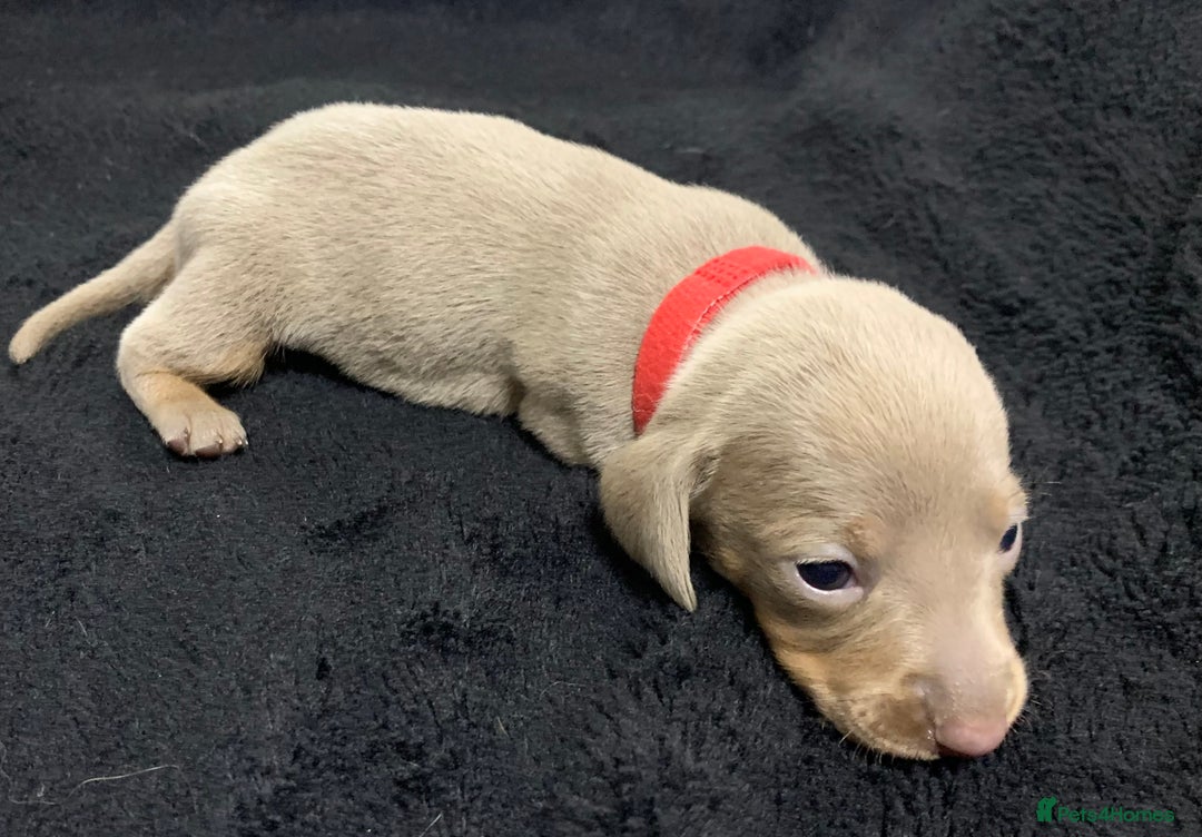 Miniature Dachshund dogs for sale: 🌟QUALITY KC REG & PRA CLR MINIATURE DACHSHUNDS🌟 - Image 13