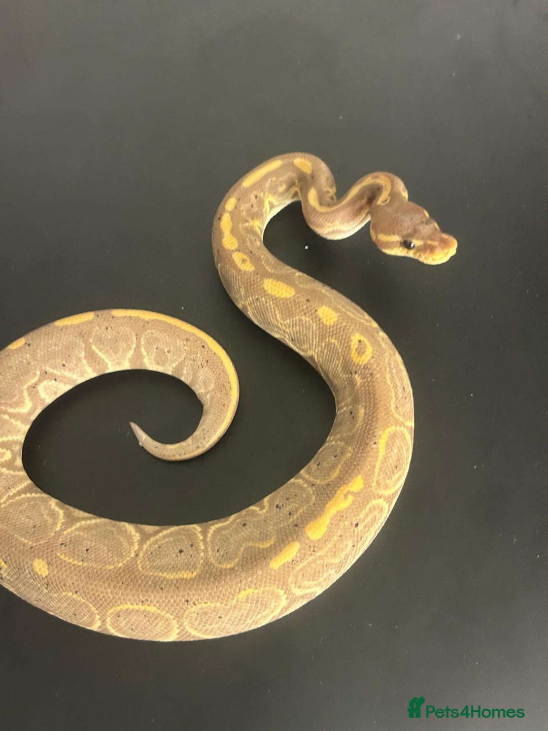 Python Snake reptiles for sale: Ball Pythons  - Advert 2