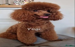Cockapoo dogs for sale: Toy F1B cockapoo pups - Image 19