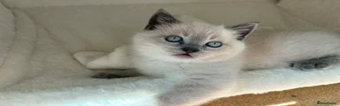 British Shorthair 1
