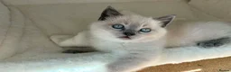 British Shorthair cats for sale: Beautiful British shorthair Scottish fold kittens  in Norwich - Advert 6