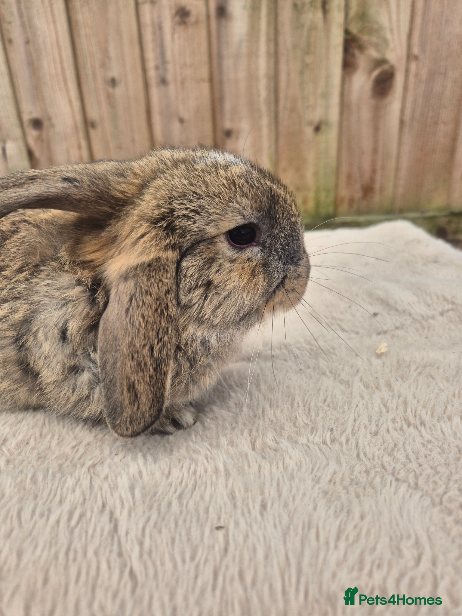 Mini Lop rabbits ❤️ Gorgeous mini lops 💙  - Advert 2