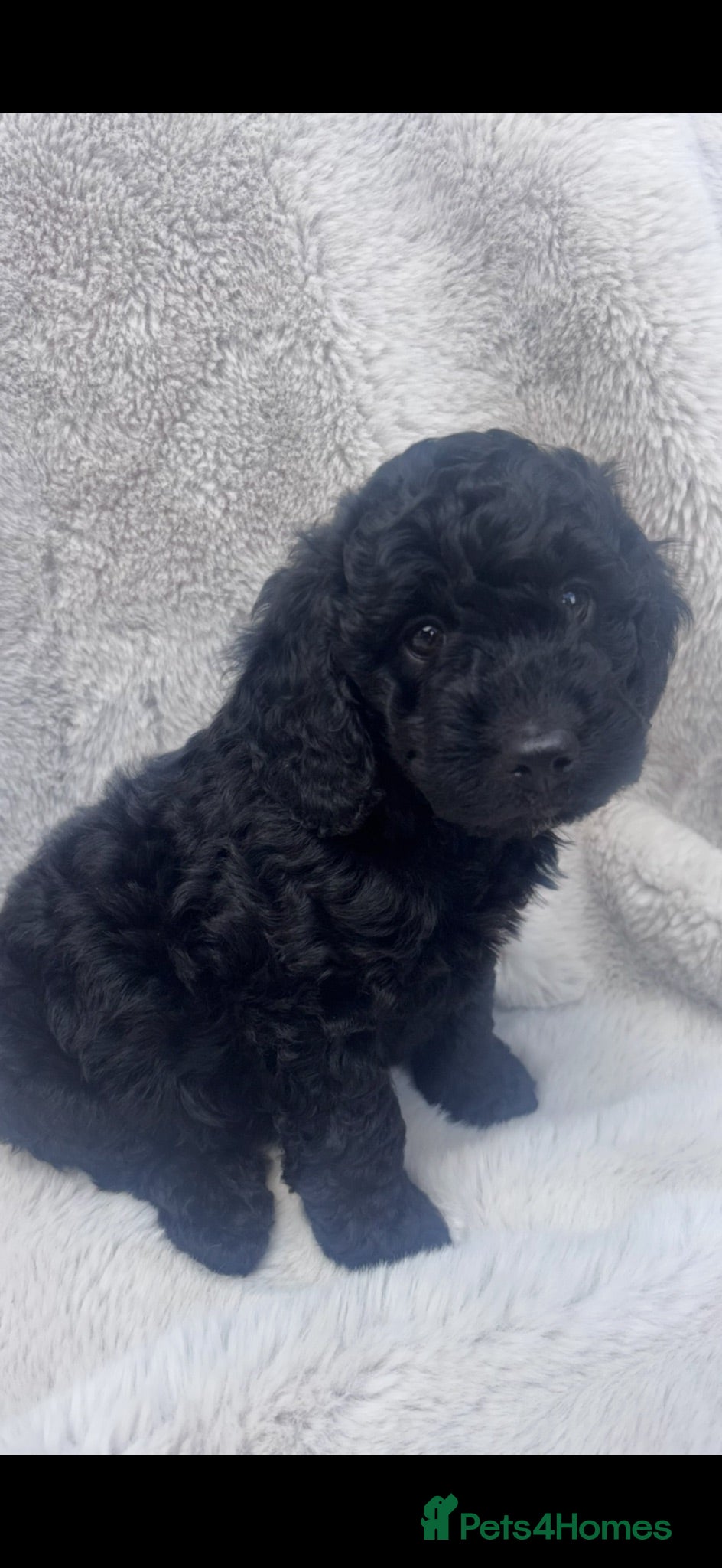 Cockapoo dogs Beautiful cockapoo puppy - Advert 1