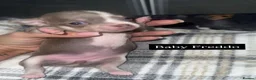 Chihuahua dogs for stud: ILOVE: Freddo – KC Registered Lilac Chihuahua Stud - Advert 7