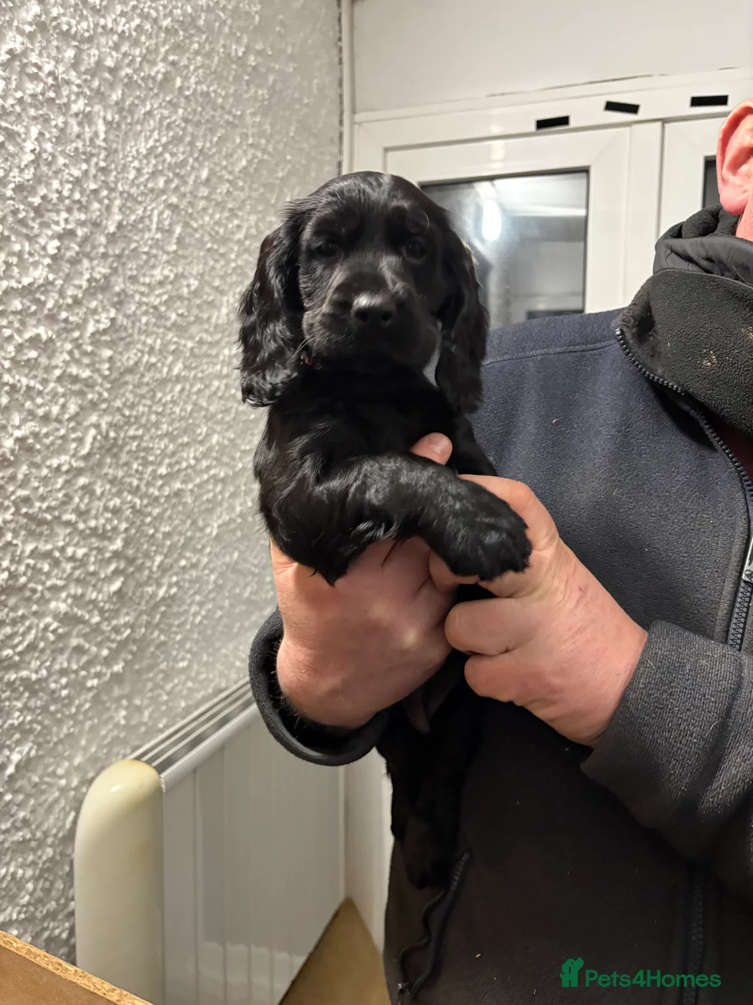 Cocker Spaniel dogs for sale: One Male Black & White Male One Black Female Pup - Advert 18