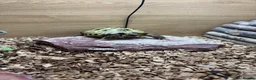 Tortoise reptiles for sale:  tortoise in Telford - Advert 3
