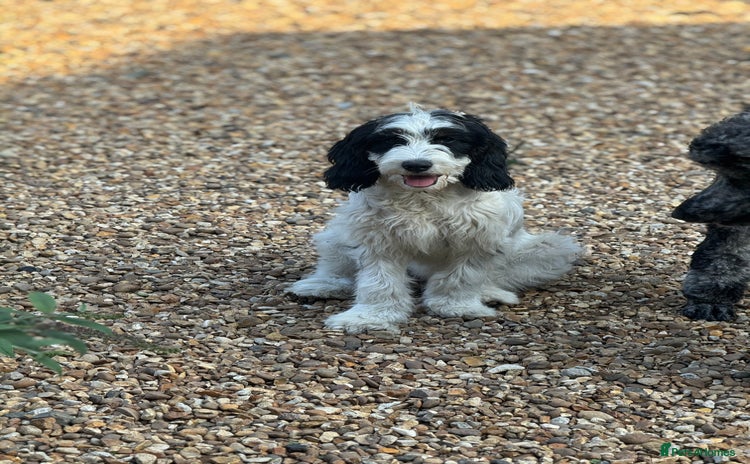 Cockapoo dogs in Milton Keynes - Advert 1