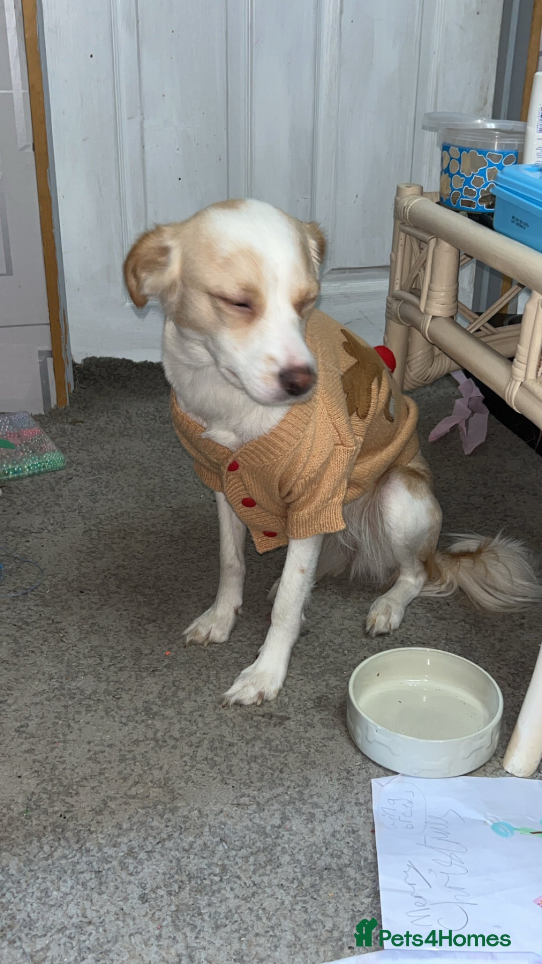 Mixed Breed dogs for sale: amalia - Advert 7