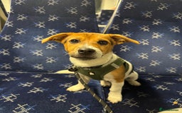 Jack Russell dogs for sale: Jack Russell Terrier boy looking for new home - Image 2