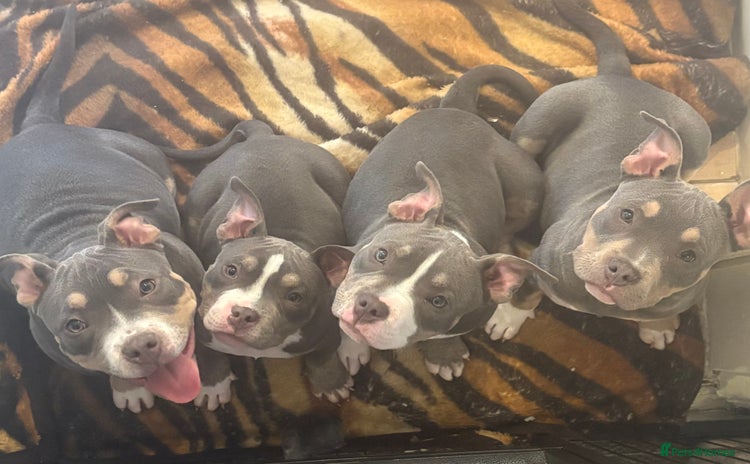 American Bully dogs - Advert 14