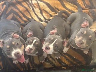 American Bully dogs Blue & lilac tri pocket bully’s - Advert 3