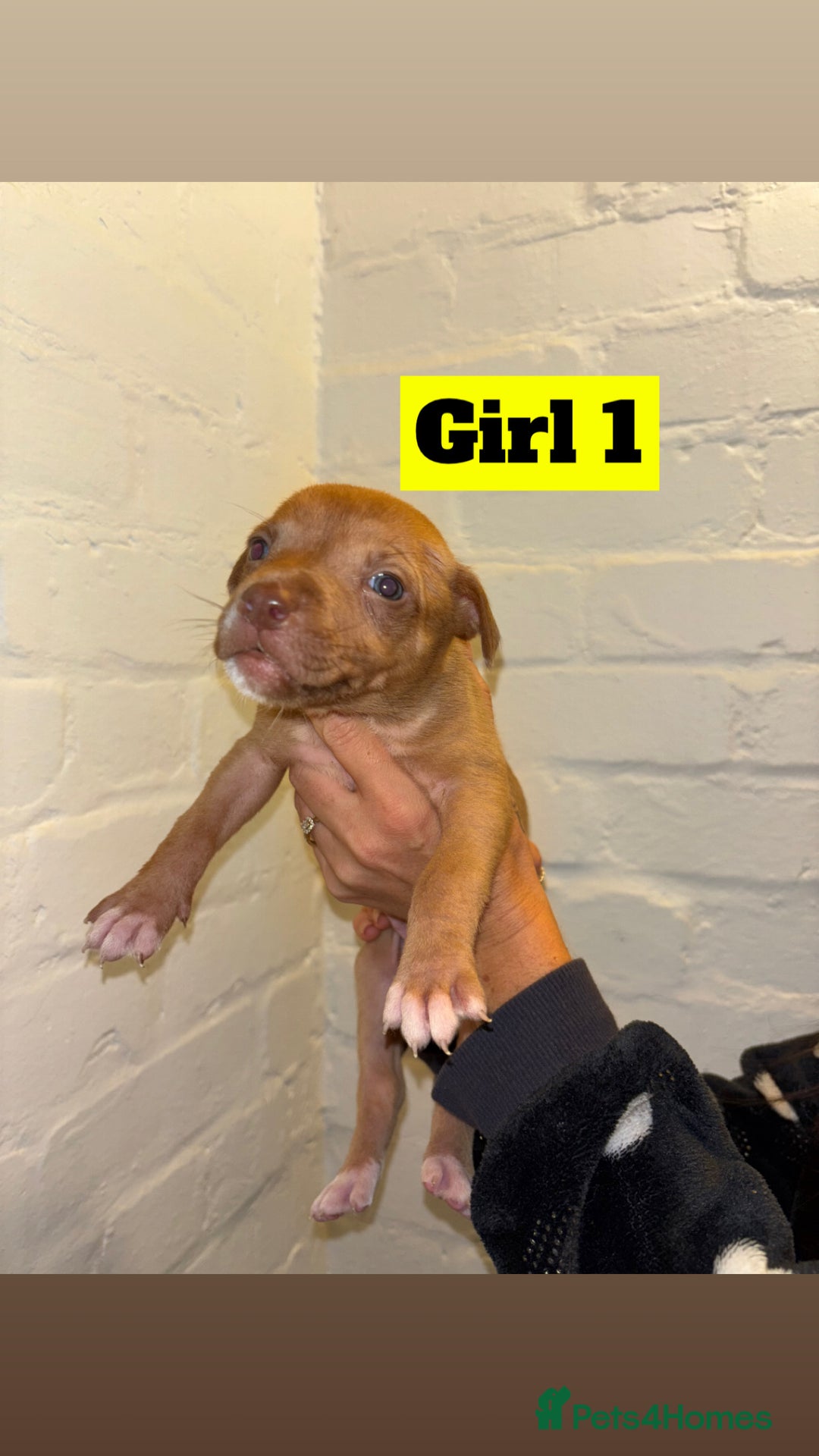 Mixed Breed dogs for sale: Beautiful Border collie/kelpie X staff cross pups - Image 7
