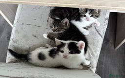 Mixed Breed cats for sale: Three beautiful kittens  - Image 1