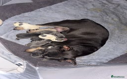 French Bulldog dogs for sale: French bulldogs  - Image 9