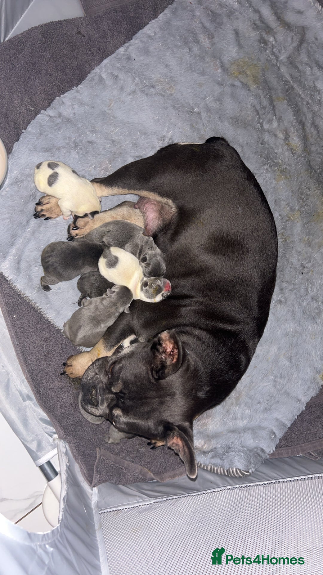 French Bulldog dogs for sale: French bulldogs  - Image 9