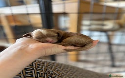Cavapoo dogs for sale: 🐶 Beautiful Red Cavapoo Puppies – Ready November  - Image 7