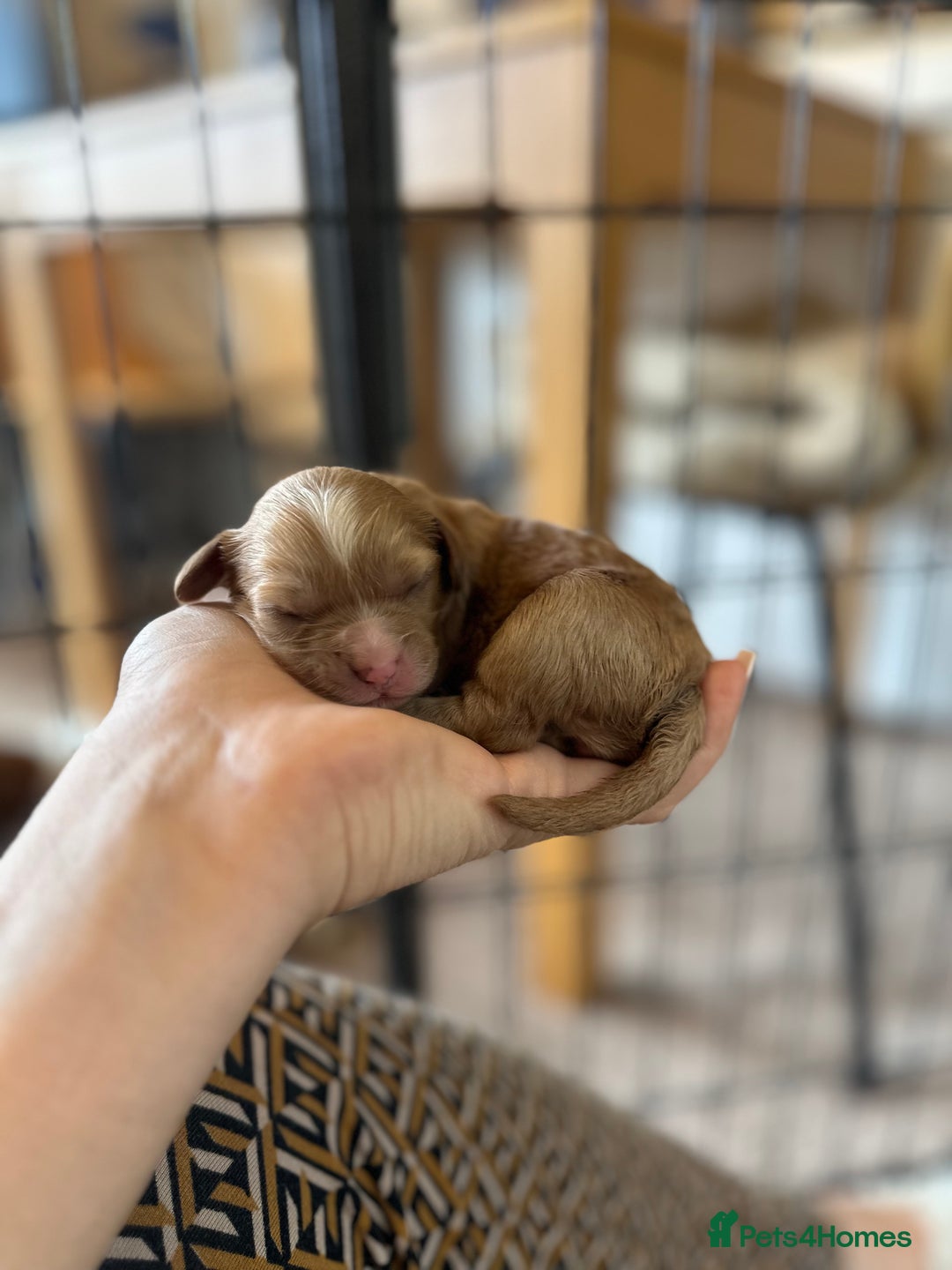 Cavapoo dogs for sale: 🐶 Beautiful Red Cavapoo Puppies – Ready November  - Image 7