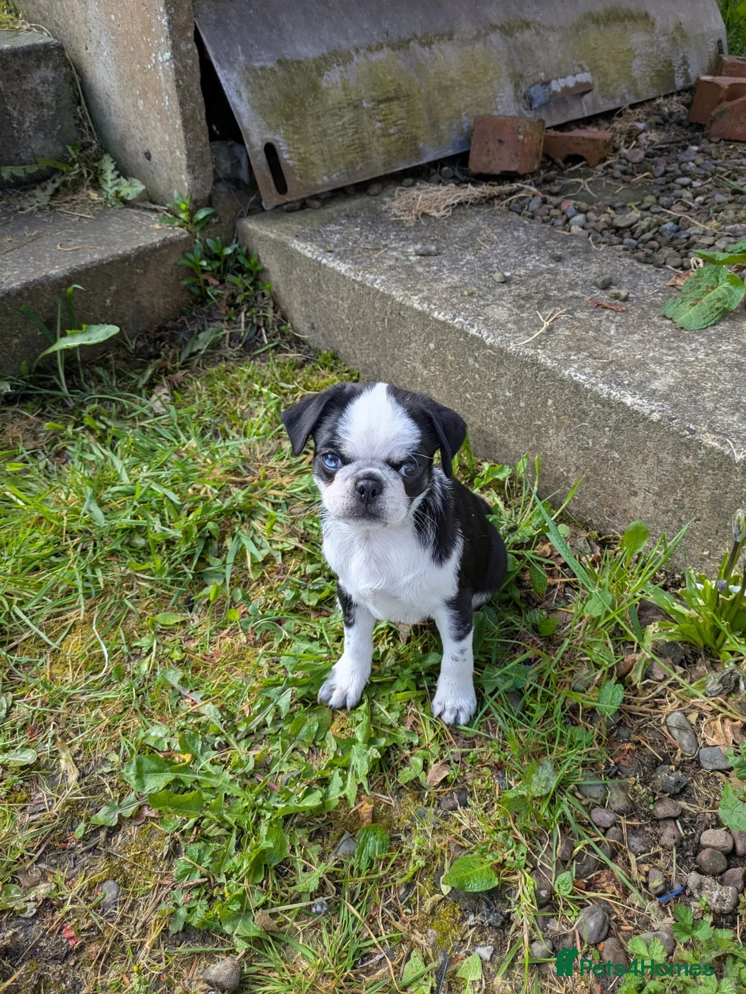 Pug dogs for sale: KC Pug pup 1 left PRICE REDUCED  - Advert 1