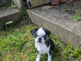Pug dogs KC Pug pup 1 left PRICE REDUCED - Advert 5