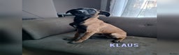 Belgian Shepherd Dog dogs for sale: Belgian Malinois Puppies – 4 Months Old - Advert 2