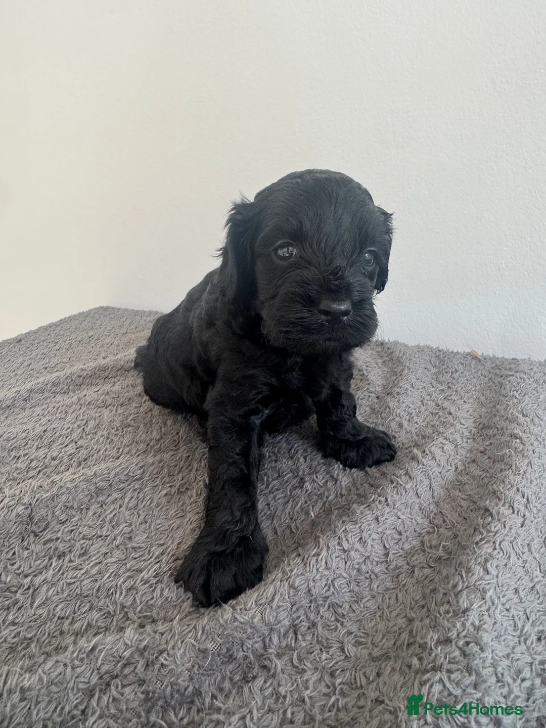 Cavapoo dogs for sale: Health tested F1 cavapoo in Sittingbourne - Advert 14
