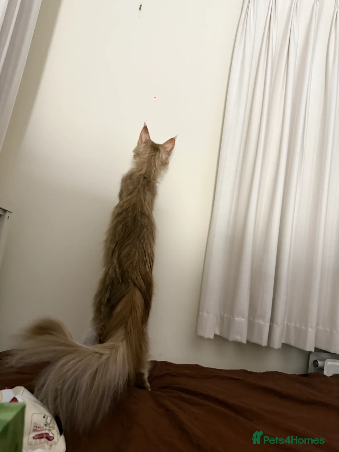 Maine Coon cats for sale: Purebred Adorable Maine Coon Kittens Available - Advert 10