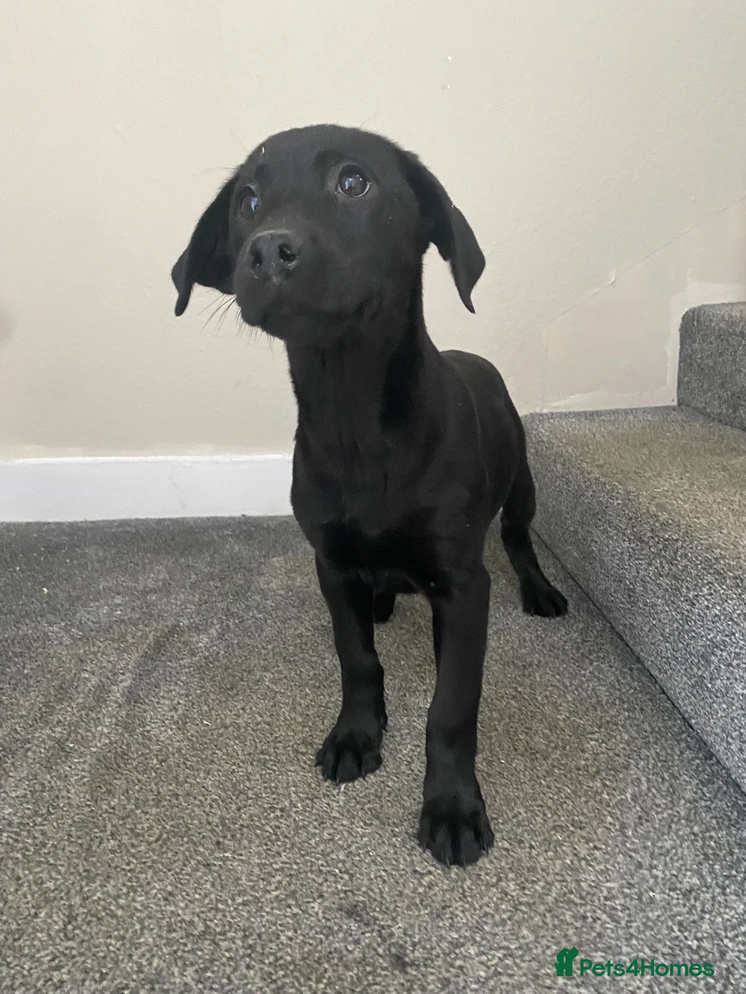 Labrador Retriever dogs for sale: Labrador puppies - Advert 2