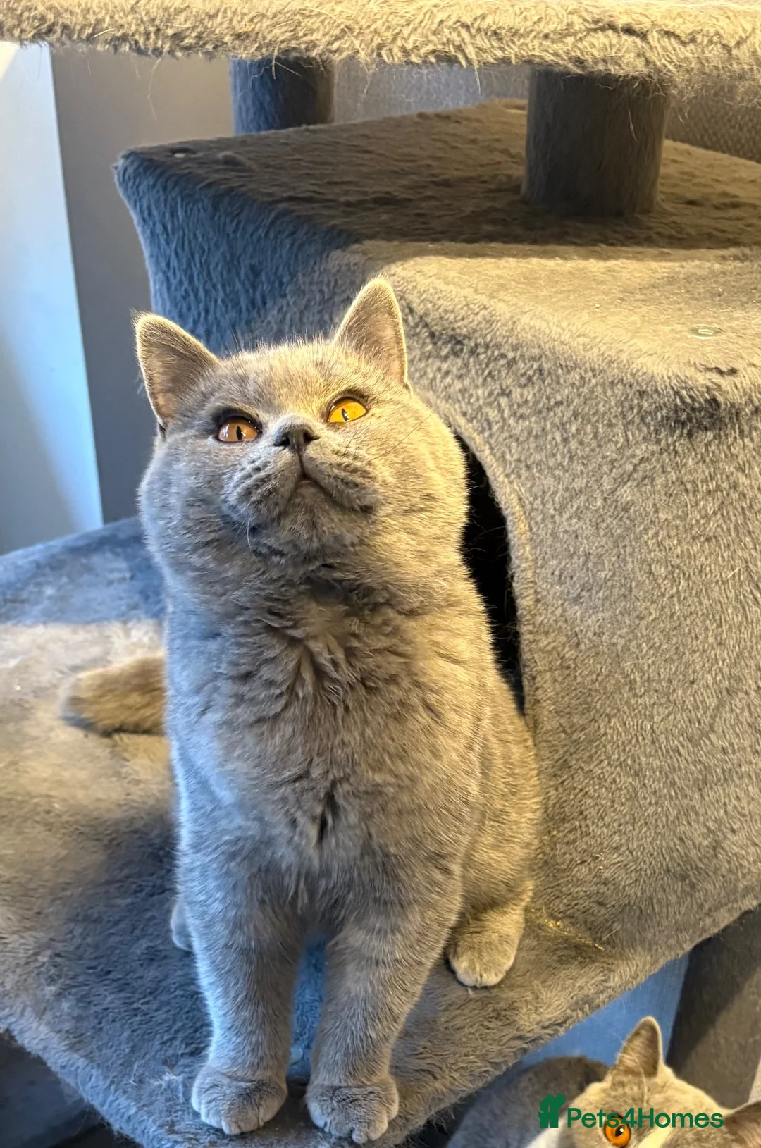 British Shorthair cats for sale: LAST GIRL - stunning British Shorthair kitten - Advert 2