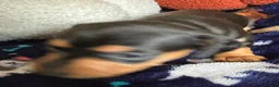 Miniature Dachshund dogs for sale: Kc reg 5 mini dachshund for sale  - Advert 14