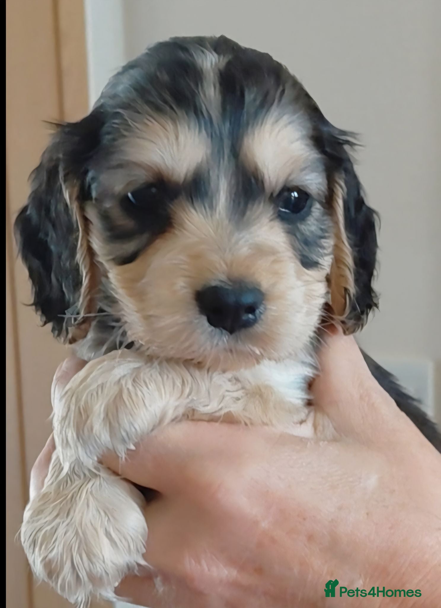 Cocker Spaniel dogs Cocker Spaniel Puppies - Advert 4