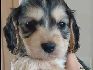 Cocker Spaniel dogs Cocker Spaniel Puppies - Advert 4