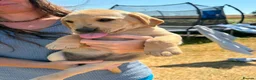 Labrador Retriever dogs for sale: Fox red little boy left  in Torpoint - Advert 4