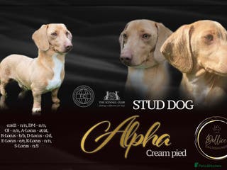 Miniature Dachshund dogs 🍦ALPHA mini cream Int/Int pied Smooth dachshund ! in Mexborough - Advert 4