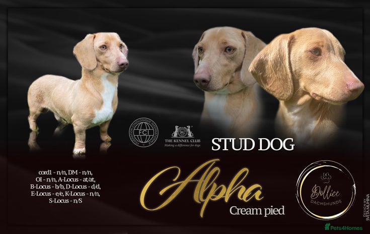 Miniature Dachshund dogs in Mexborough - Advert 1