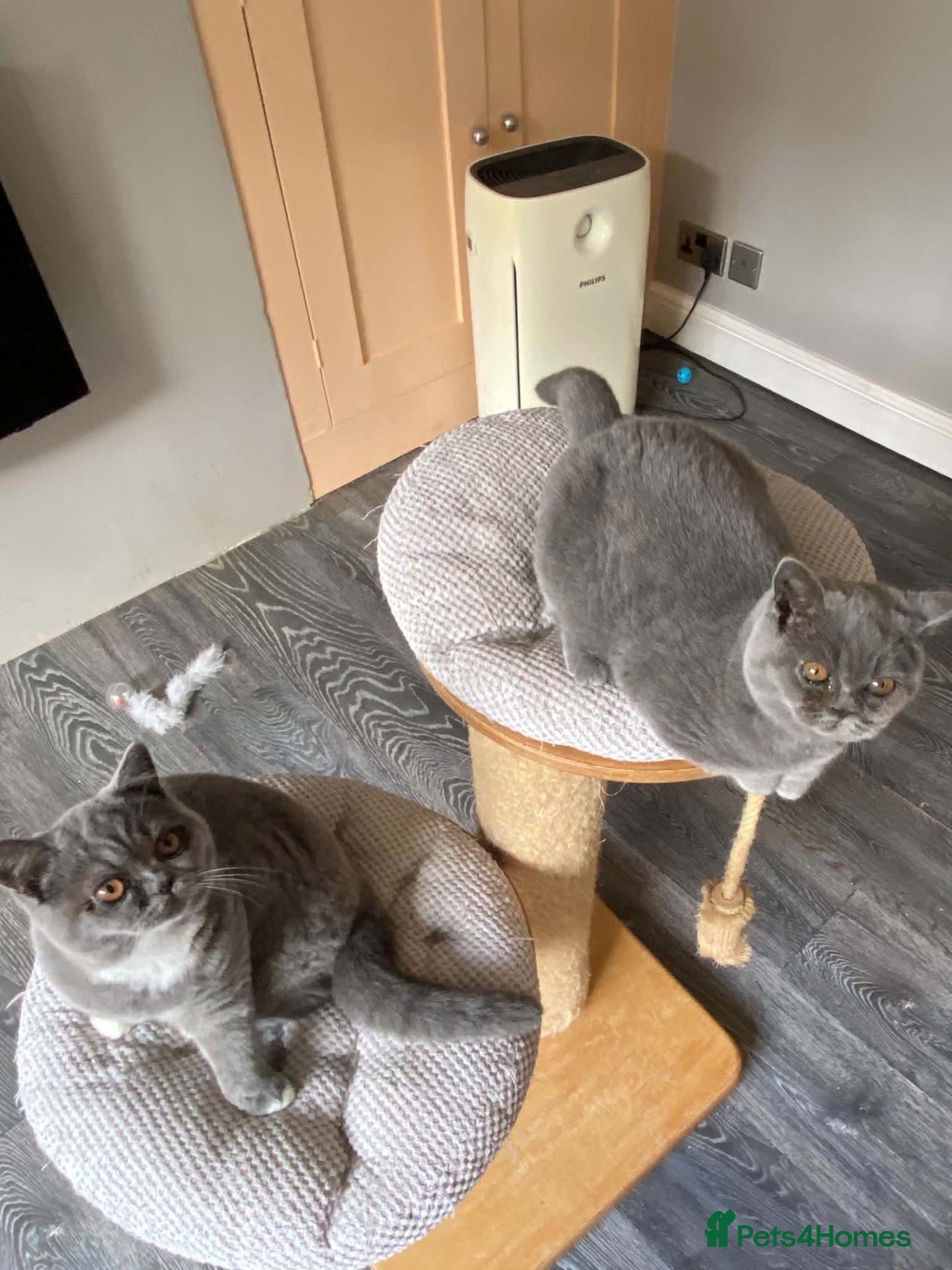 British Shorthair cats Blue and white and blue sisters - Advert 4