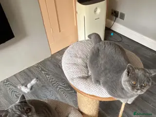 British Shorthair cats Blue and white and blue British shorthair - Advert 8