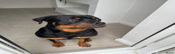 Rottweiler dogs for sale: Male Rottweiler For Sale  - Advert 4